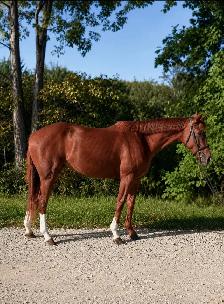 PRICE REDUCED-15.3-2021 TB Mare