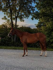 PRICE REDUCED-15.3-2021 TB Mare - Photo 2