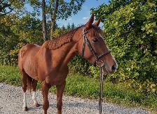 PRICE REDUCED-15.3-2021 TB Mare - Photo 3