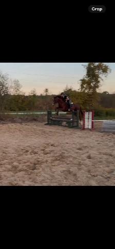 PRICE REDUCED-15.3-2021 TB Mare - Photo 4