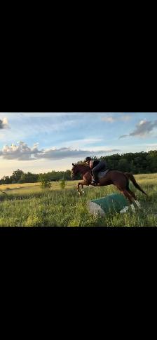 PRICE REDUCED-15.3-2021 TB Mare - Photo 5