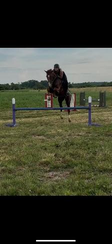 PRICE REDUCED-15.3-2021 TB Mare - Photo 6