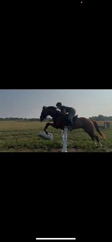 PRICE REDUCED-15.3-2021 TB Mare - Photo 7