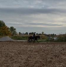 PRICE REDUCED-15.3-2021 TB Mare - Photo 10