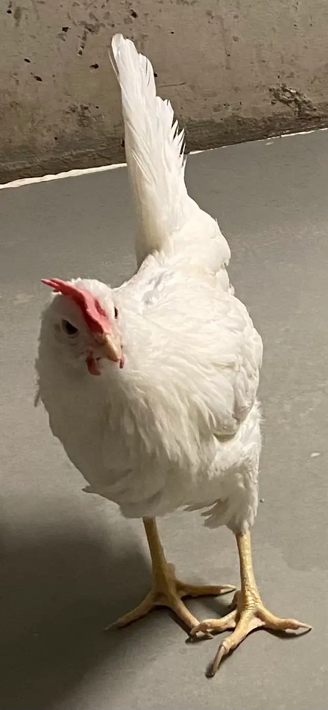 young laying hens