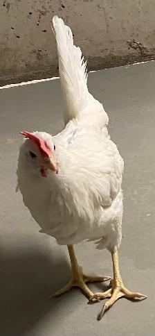 young laying hens