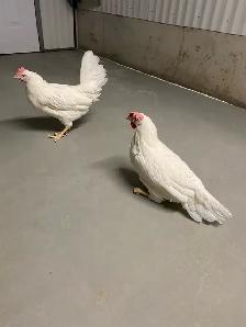 young laying hens - Photo 2