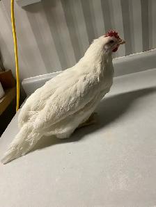 young laying hens - Photo 4