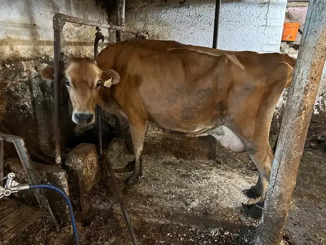 Wanted jersey heifers