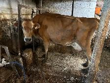 Wanted jersey heifers