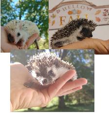 ♥Baby boy hedgehogs ready! Options! Read body. Text to reply.