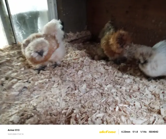 Silkie Hens