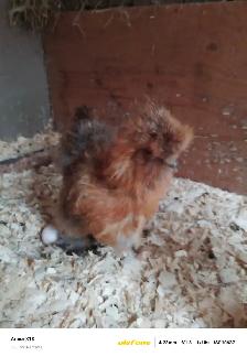Silkie Hens - Photo 2