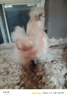 Silkie Hens - Photo 3