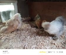 Silkie Hens - Photo 4