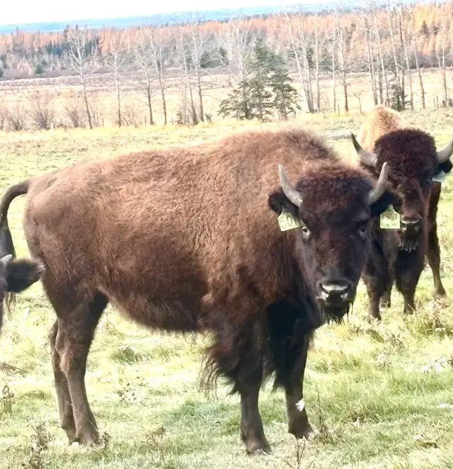 bison yearling heifers