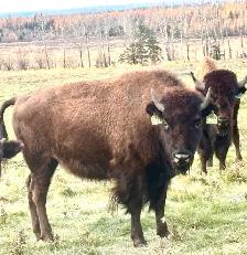 bison yearling heifers