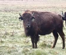 bison yearling heifers - Photo 2