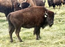 bison yearling heifers - Photo 3