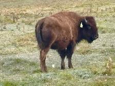bison yearling heifers - Photo 4