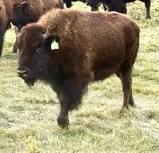 bison yearling heifers - Photo 5