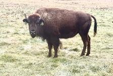 bison yearling heifers - Photo 6