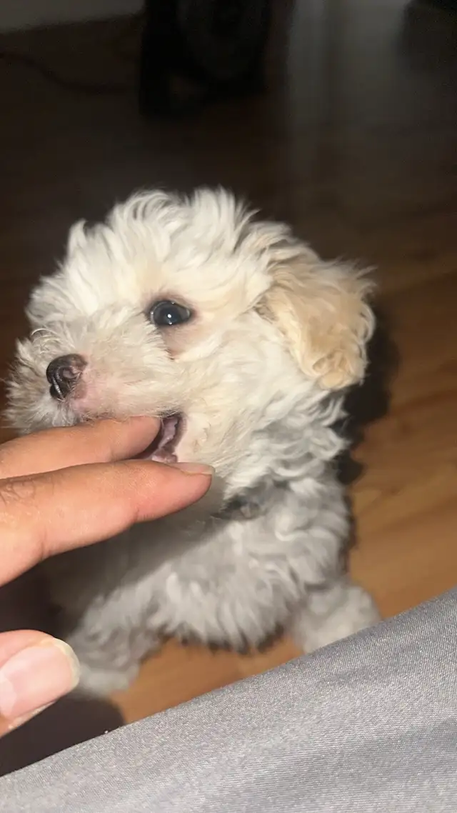 Maltipoo puppy