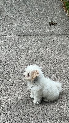 Maltipoo puppy - Photo 2