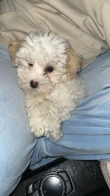 Maltipoo puppy - Photo 3