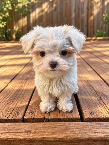 Maltese puppies available