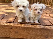 Maltese puppies available - Photo 2