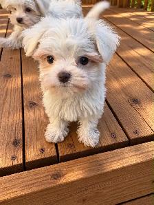Maltese puppies available - Photo 3