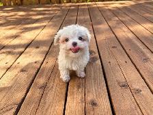 Maltese puppies available - Photo 4