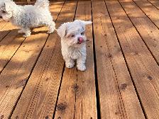 Maltese puppies available - Photo 5