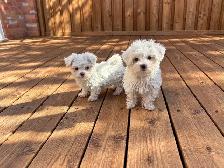 Maltese puppies available - Photo 6