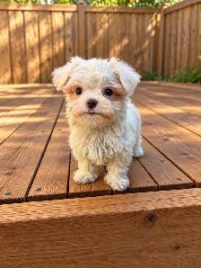 Maltese puppies available - Photo 7