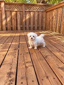 Maltese puppies available - Photo 8