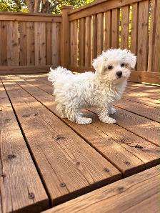 Maltese puppies available - Photo 9
