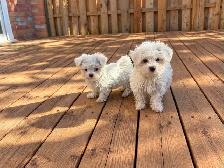 Maltese puppies available - Photo 10