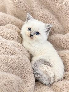 Blue Mitted and Bi-Colour Ragdoll kittens - Photo 2