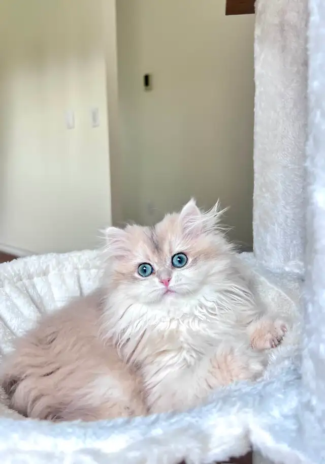 British Longhair & Shorthair kittens /Golden coat & blue eyes