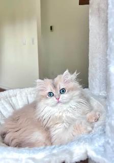 British Longhair & Shorthair kittens /Golden coat & blue eyes