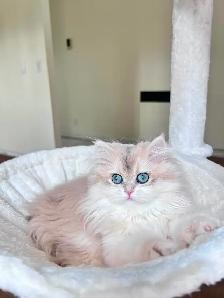 British Longhair & Shorthair kittens /Golden coat & blue eyes - Photo 3