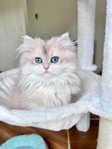 British Longhair & Shorthair kittens /Golden coat & blue eyes - Photo 4