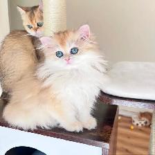 British Longhair & Shorthair kittens /Golden coat & blue eyes - Photo 5