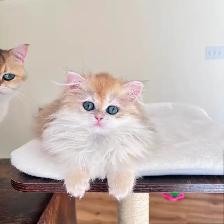 British Longhair & Shorthair kittens /Golden coat & blue eyes - Photo 6