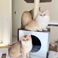 British Longhair & Shorthair kittens /Golden coat & blue eyes - Photo 7