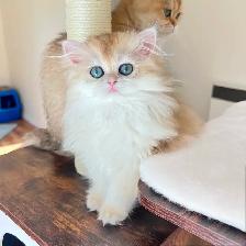 British Longhair & Shorthair kittens /Golden coat & blue eyes - Photo 8