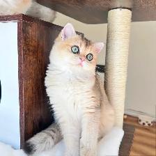 British Longhair & Shorthair kittens /Golden coat & blue eyes - Photo 9