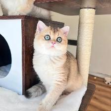 British Longhair & Shorthair kittens /Golden coat & blue eyes - Photo 10
